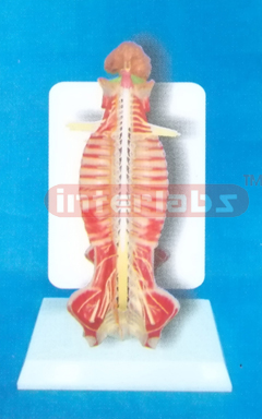 DESK-TYPE EUR-TYPE 35CM TALL HUMAN SPINAL CORD MODEL IN SPINAL CANAL WITH DESCRIPTION PLATE